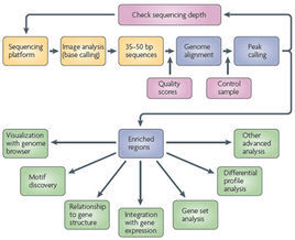 免疫共沉淀(Co-IP)原理及步骤(图1)