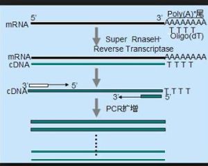 逆转录PCR(图1)