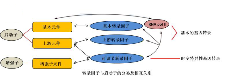 转录因子---小分子大作用(图2)