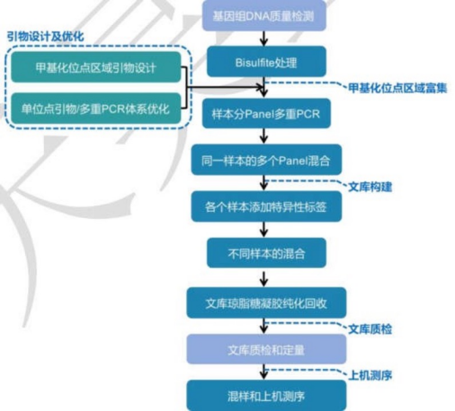 单基因甲基化操作步骤(图1)