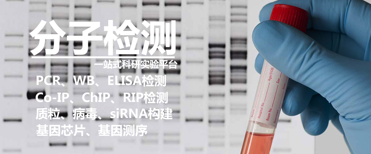 PCR实验扩增产物