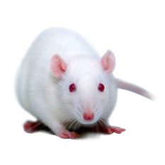 急性胃溃疡小鼠模型